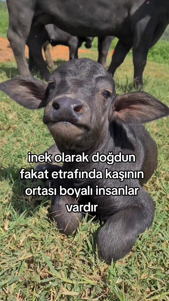@rolland