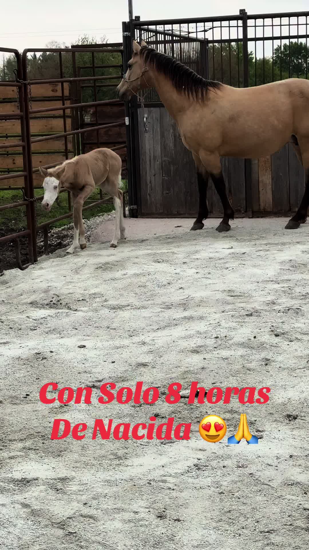 @R.L.P Quarter Horses