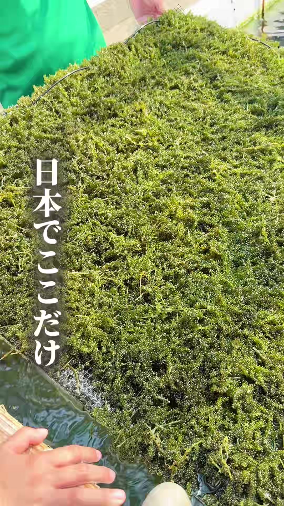 @ぐりぐらママ@子連れ旅行で一度は行きたいスポット巡り