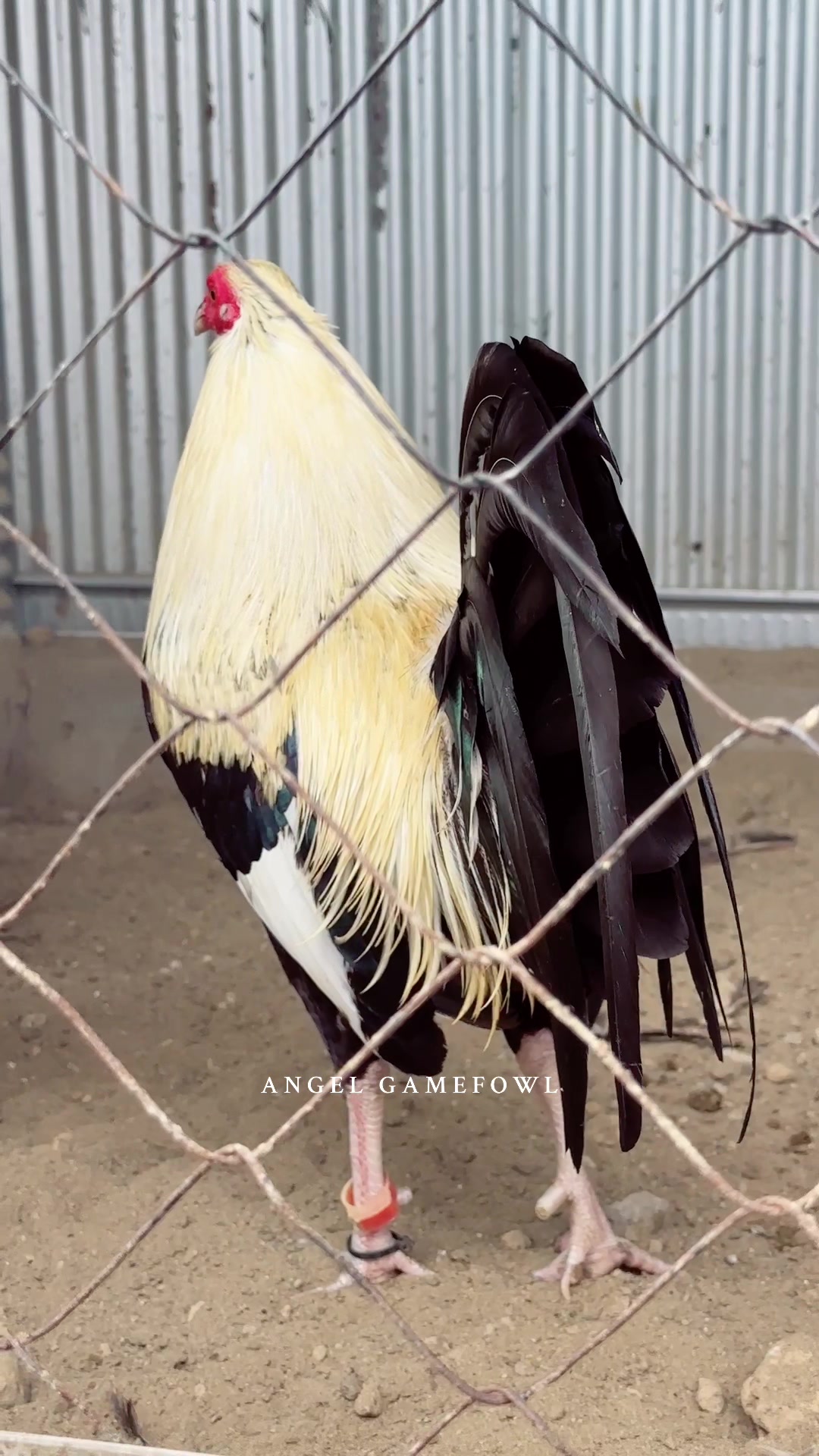 @angelsgamefowl88