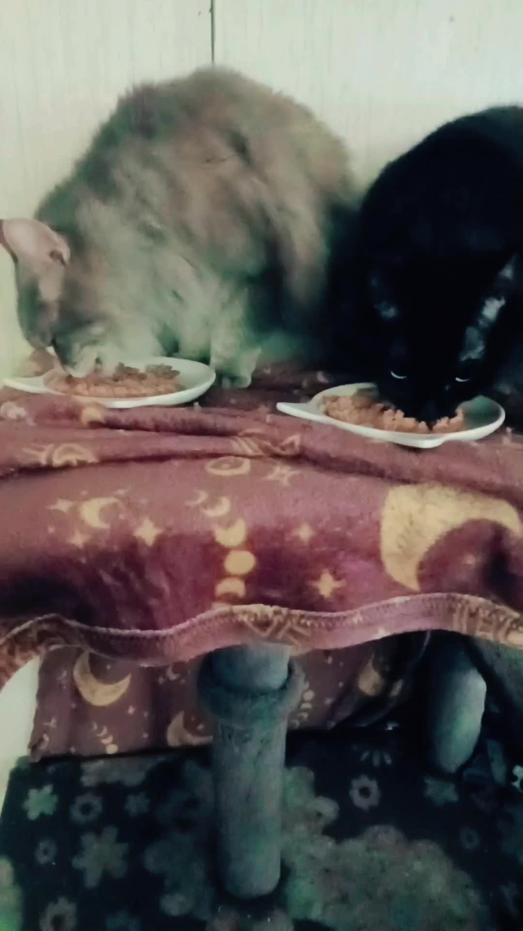 @The Metal Cat Dad!🐈🐈&zwj;⬛🐾🤘