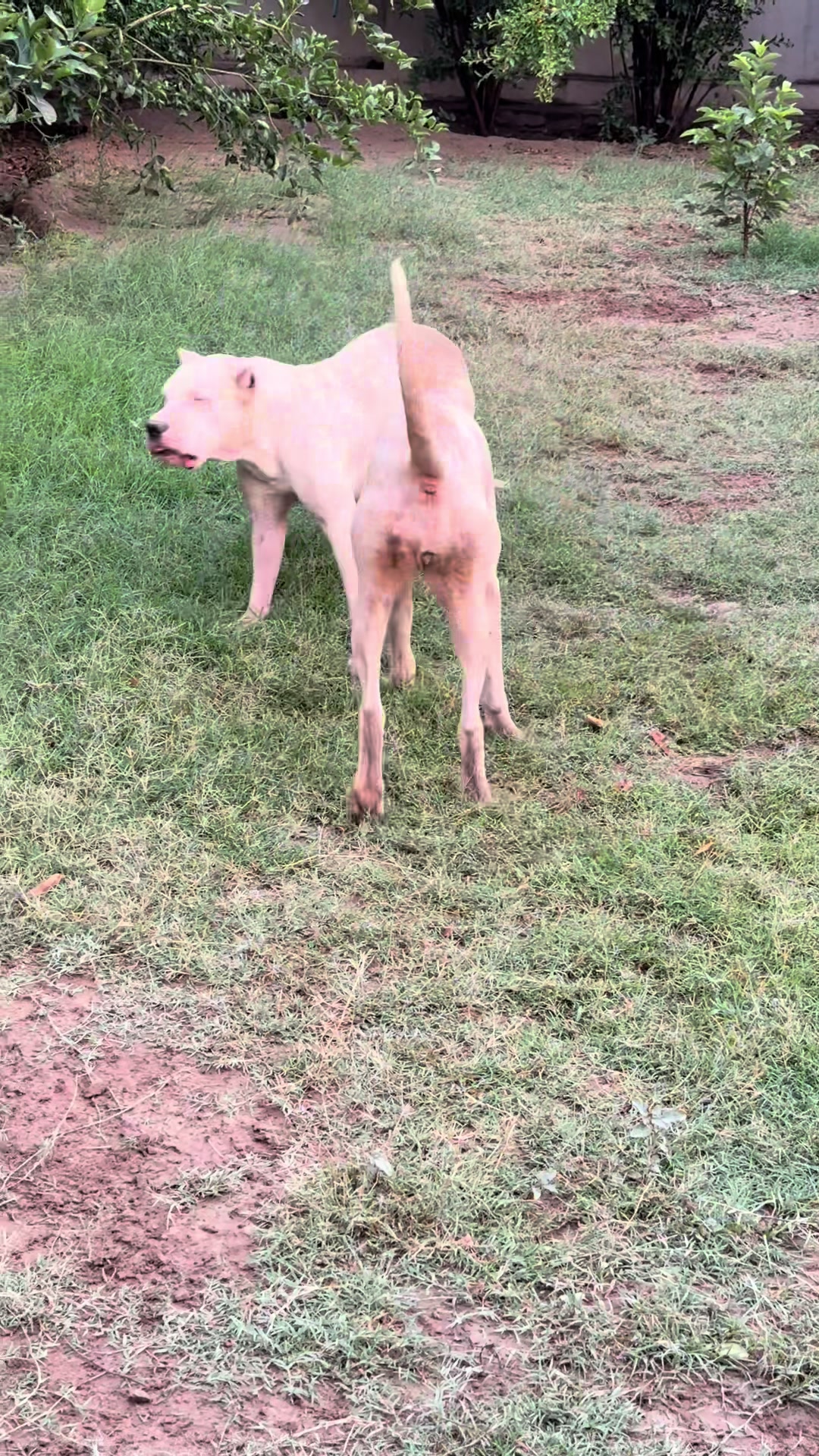 @LIGER the DOGO ARGENTINO