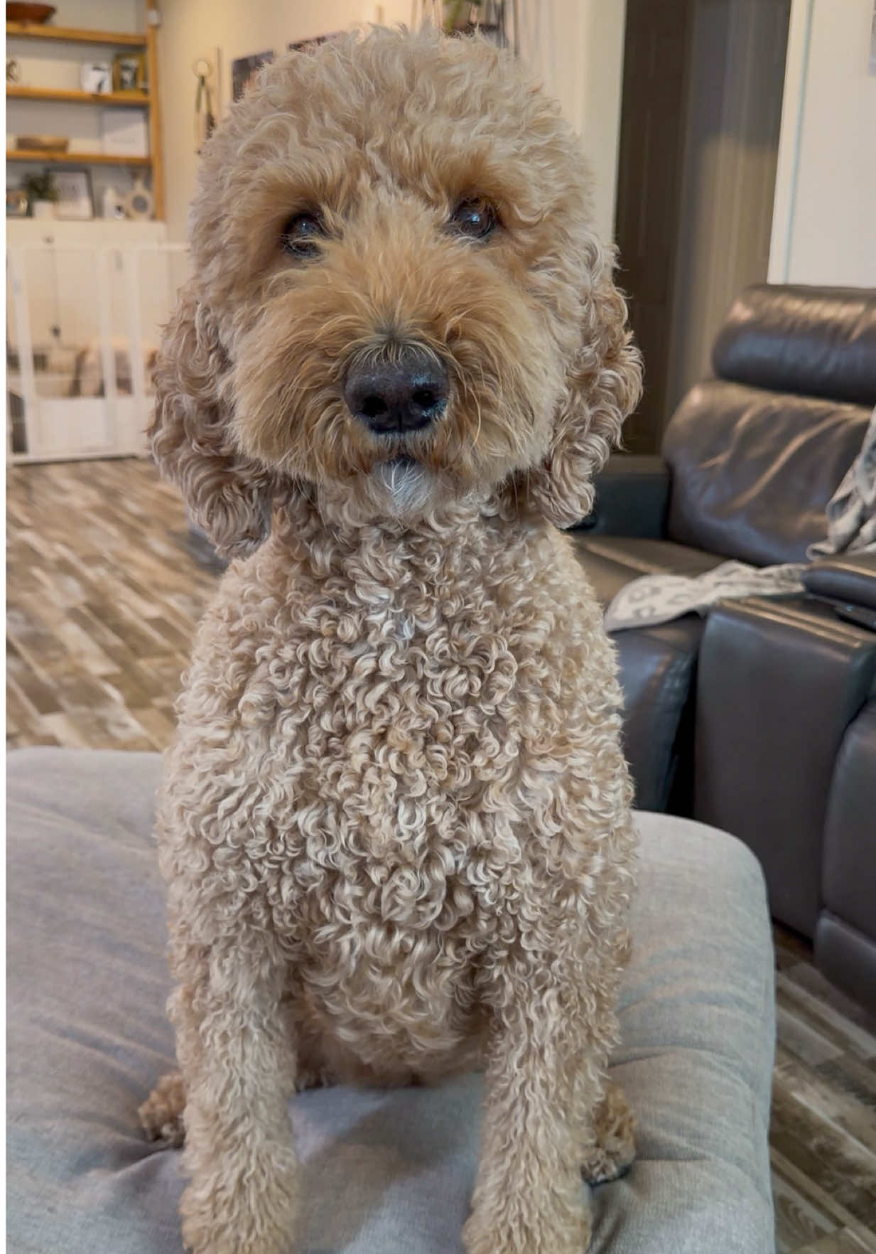 @doodle.mami.aimee🤍🐾