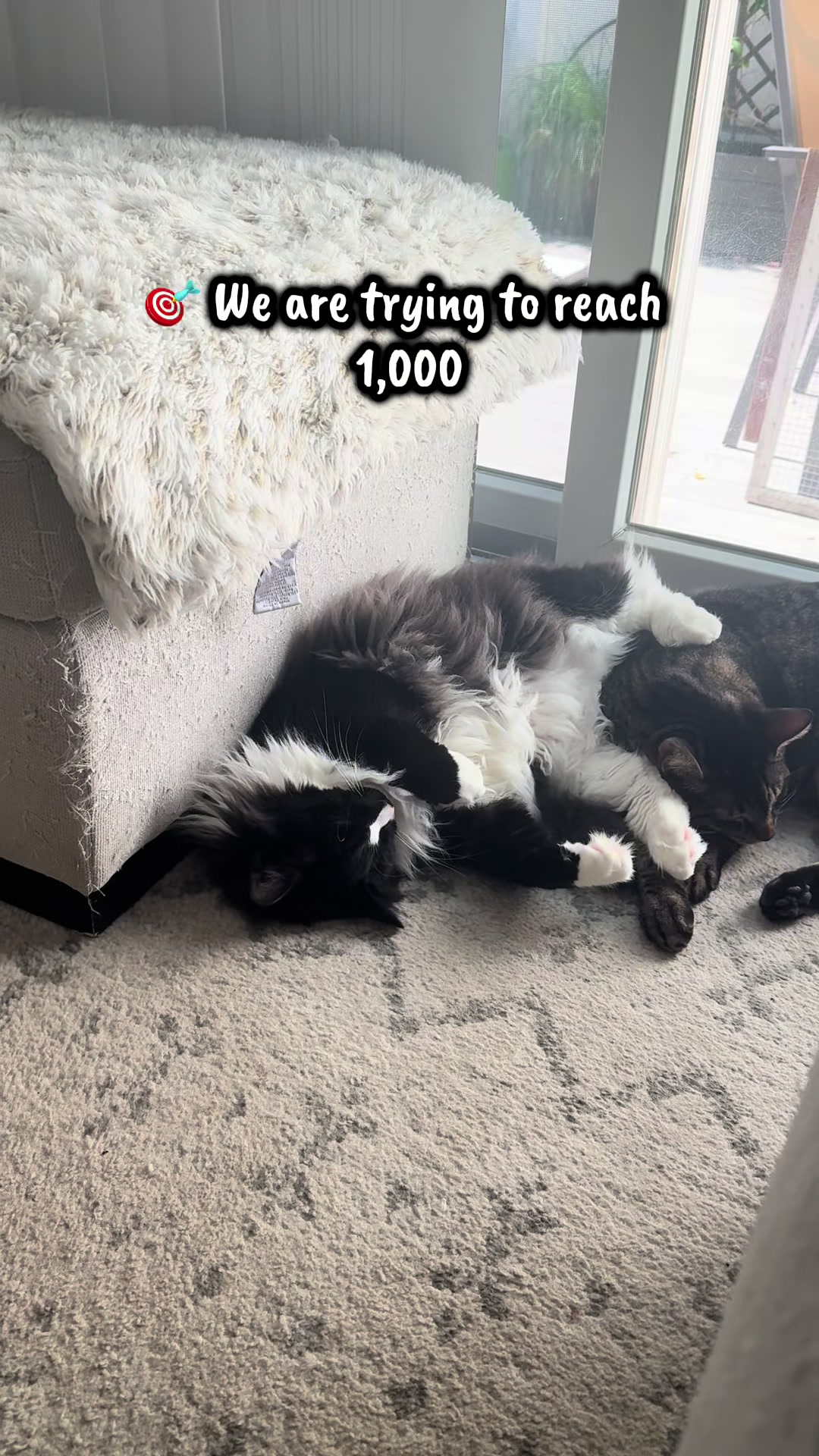 @TailsandWhiskersCo