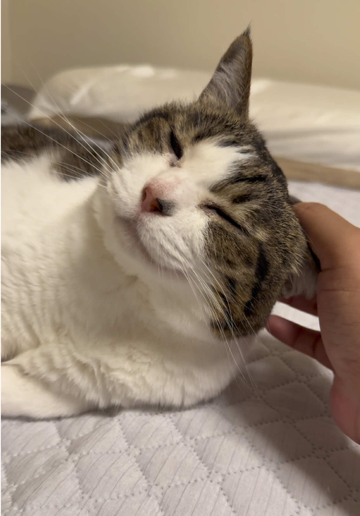 @🐈もずあずちゃんねる🐈