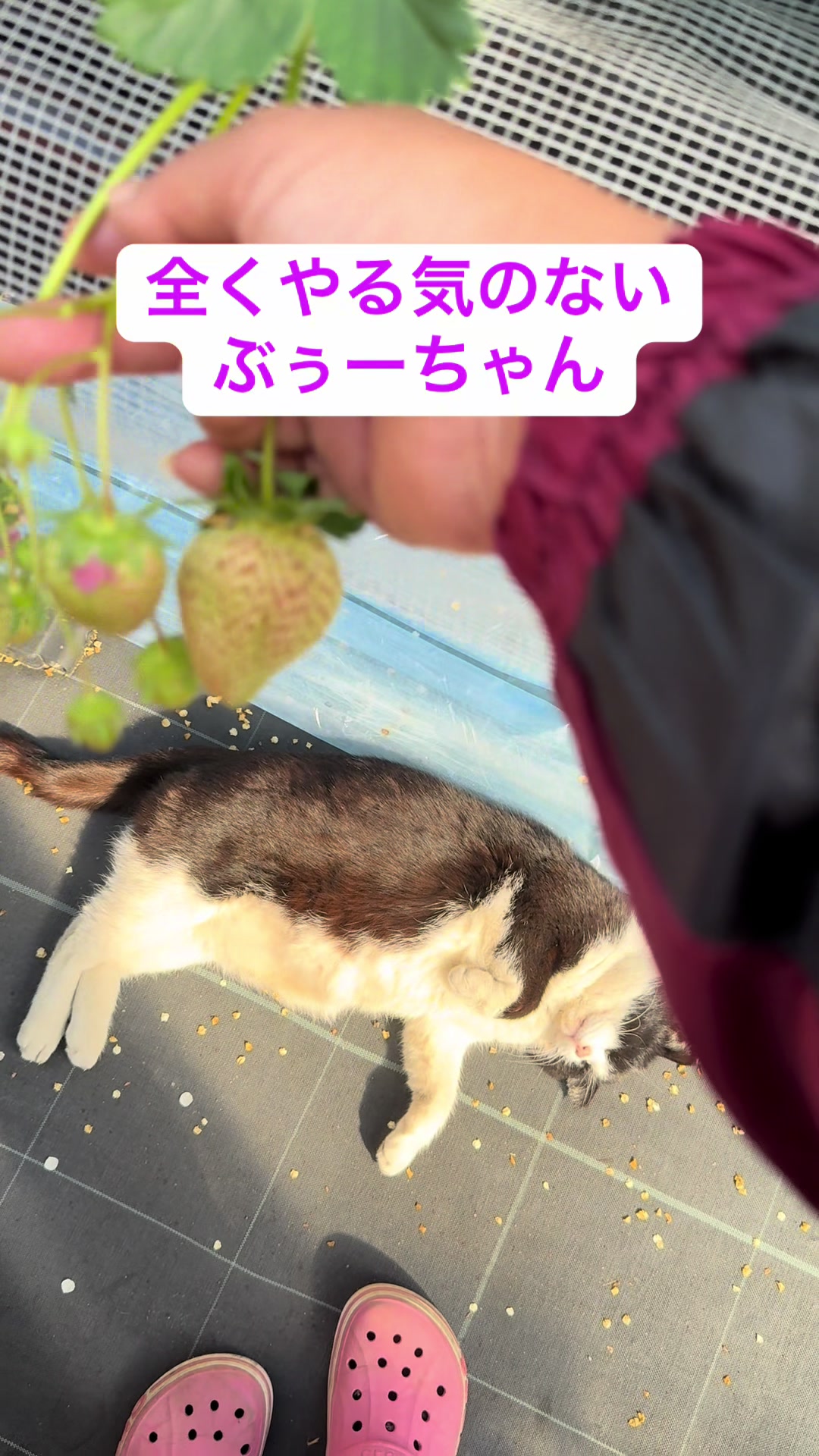 @JUN🍓👑農家のオバタン