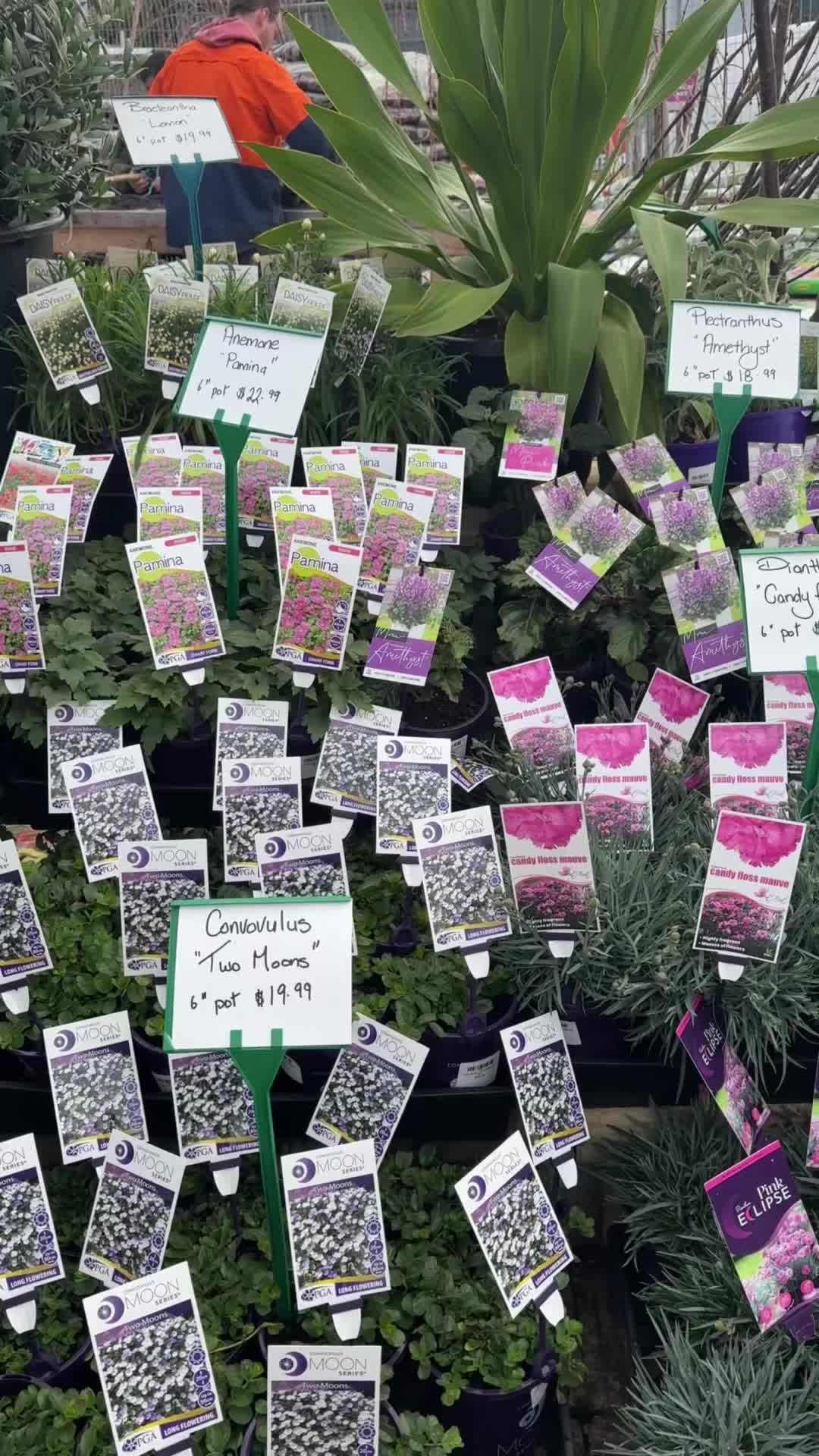 @Hello Hello Plants Nursery
