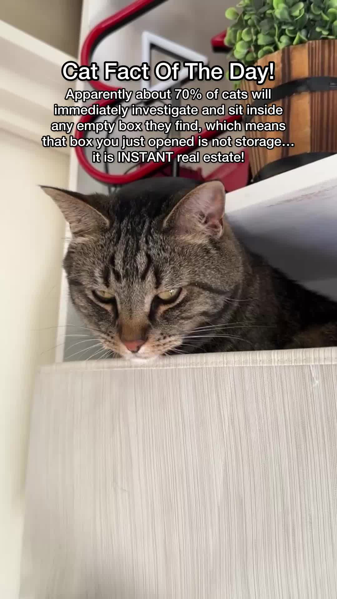 @Chip The Manx