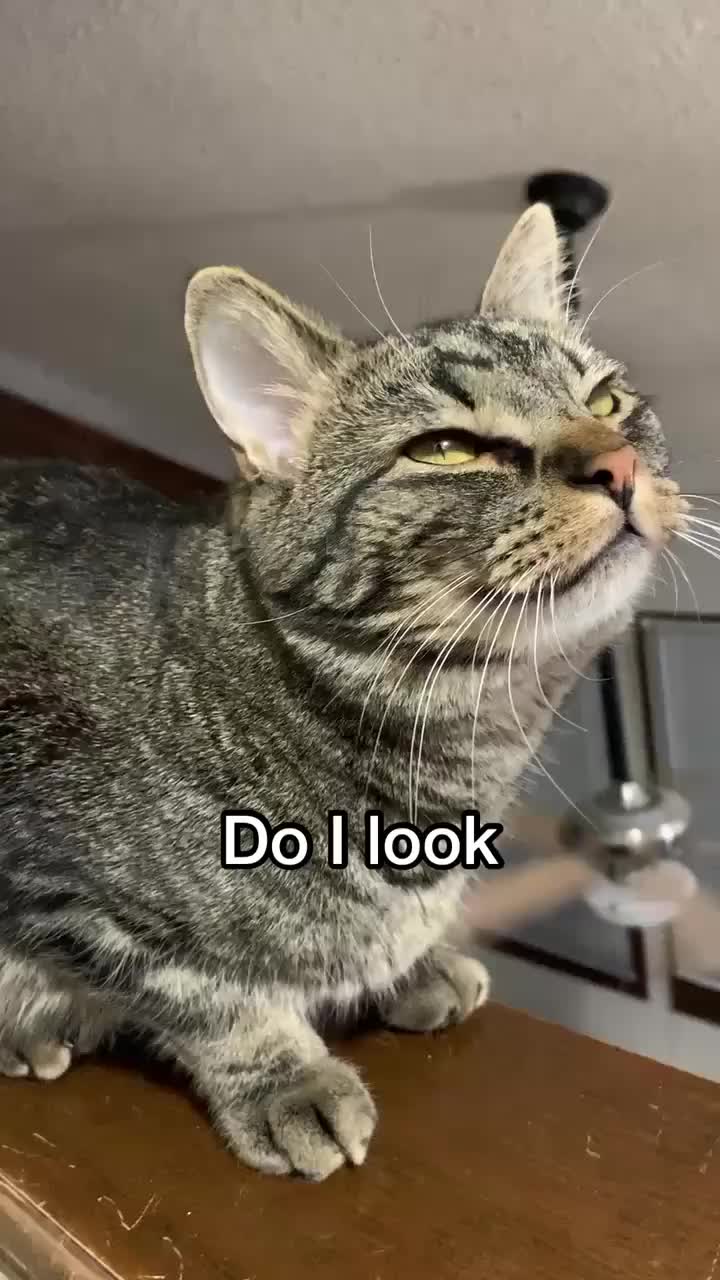 @Chip The Manx