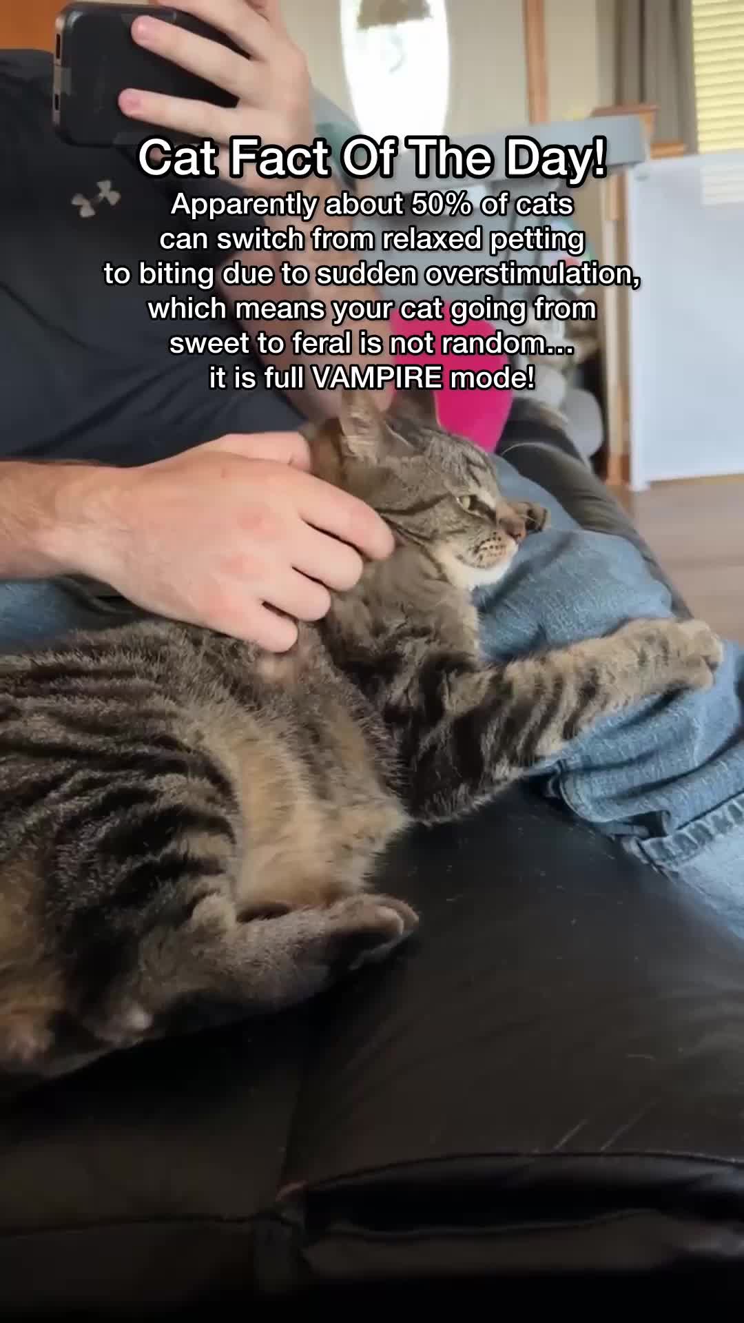 @Chip The Manx