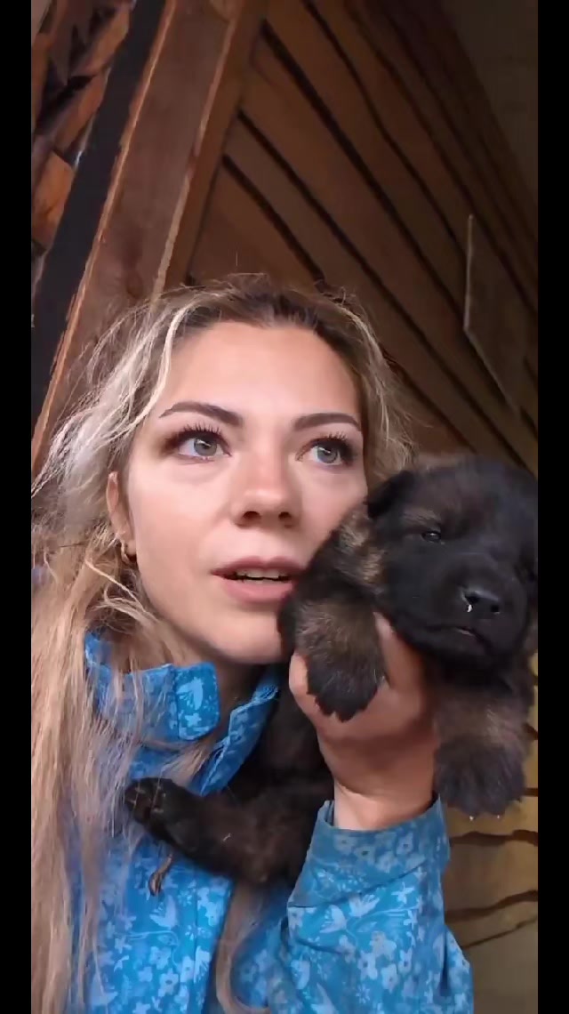 @вівчарки "Wolf'sfelzem"