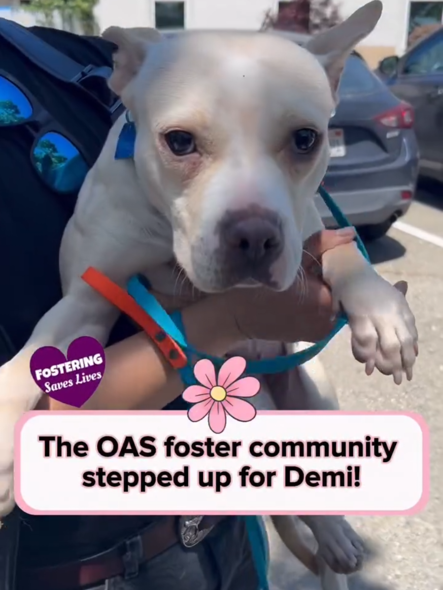 @Oakland Animal Services