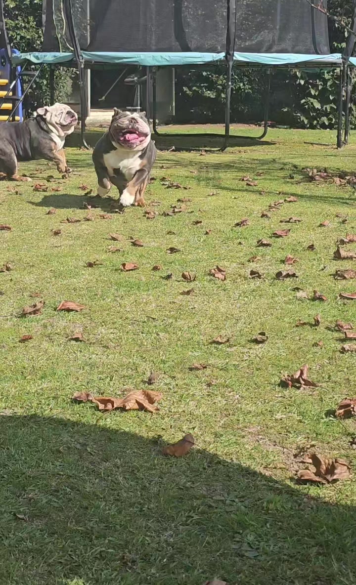 @Bulliciious Bulliez NZ