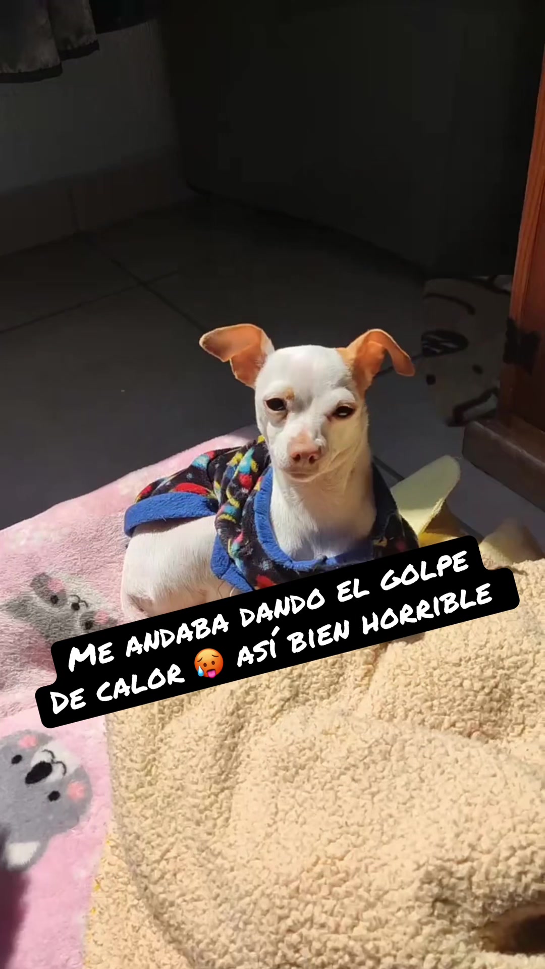 @galleta la chihuahua