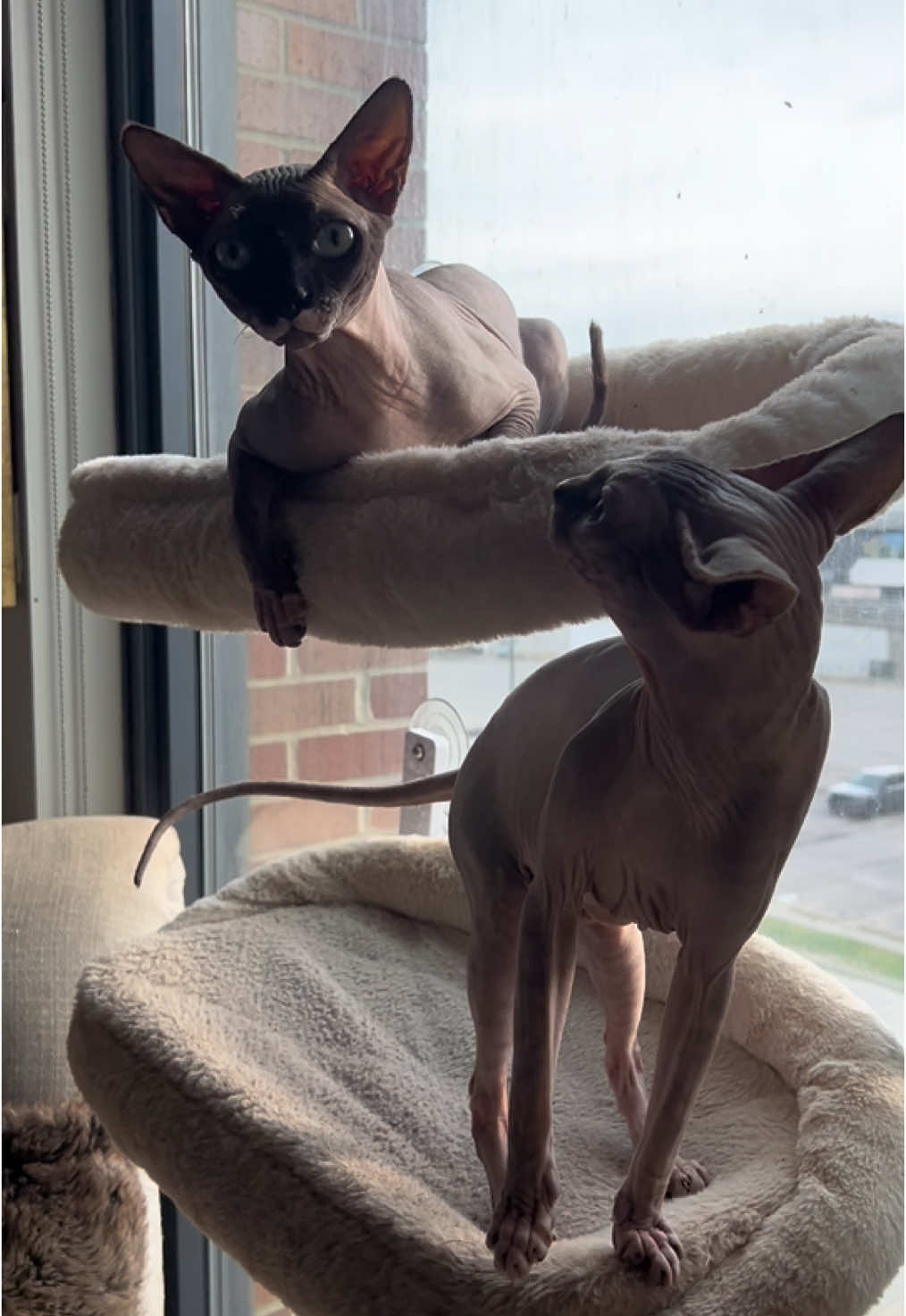 @StillaRoseWellness