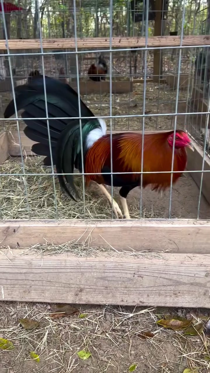 @Los Gallos Más Finos