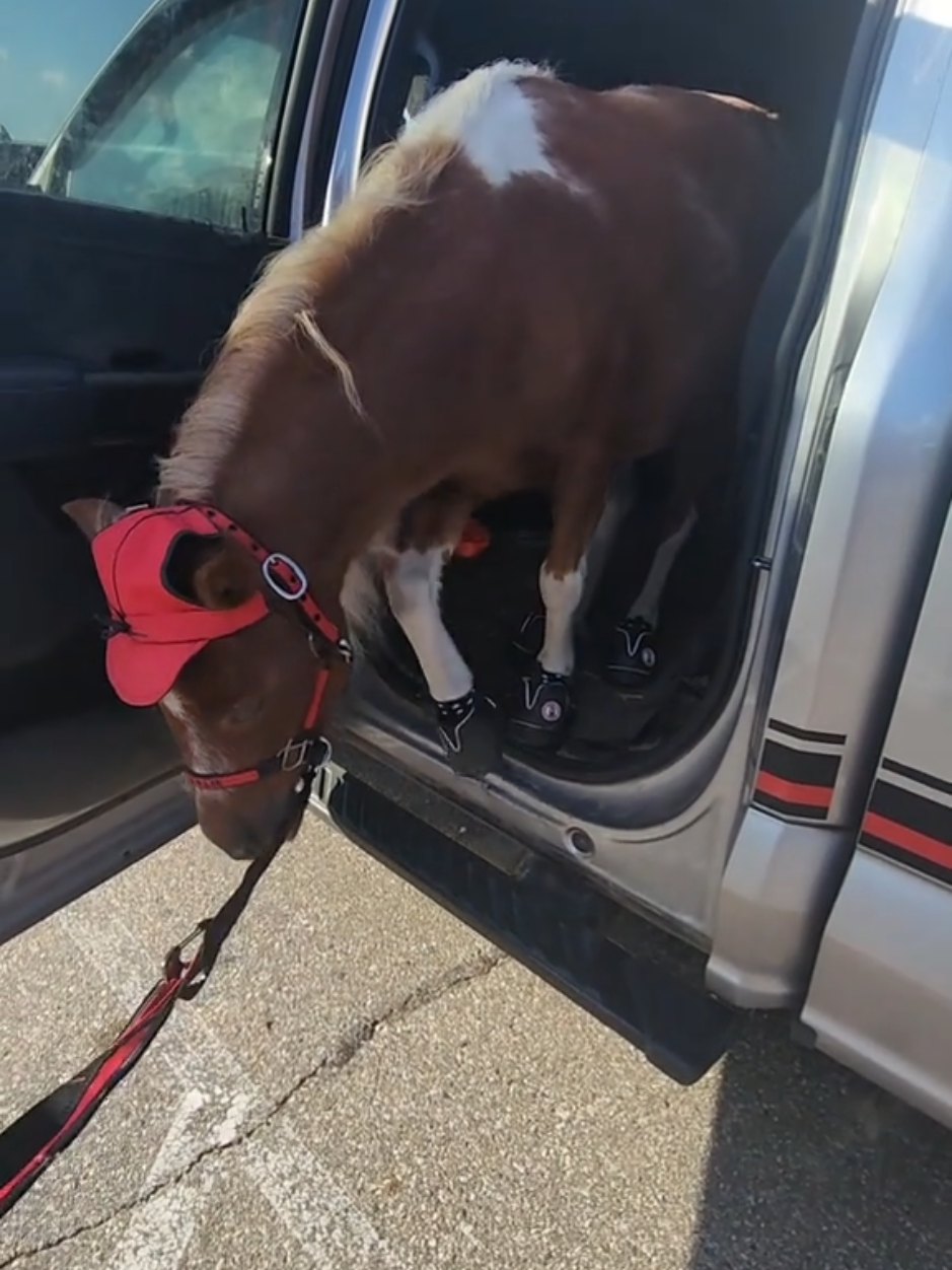 @minihorsemomandtrainer🐴🐴🐴🐴