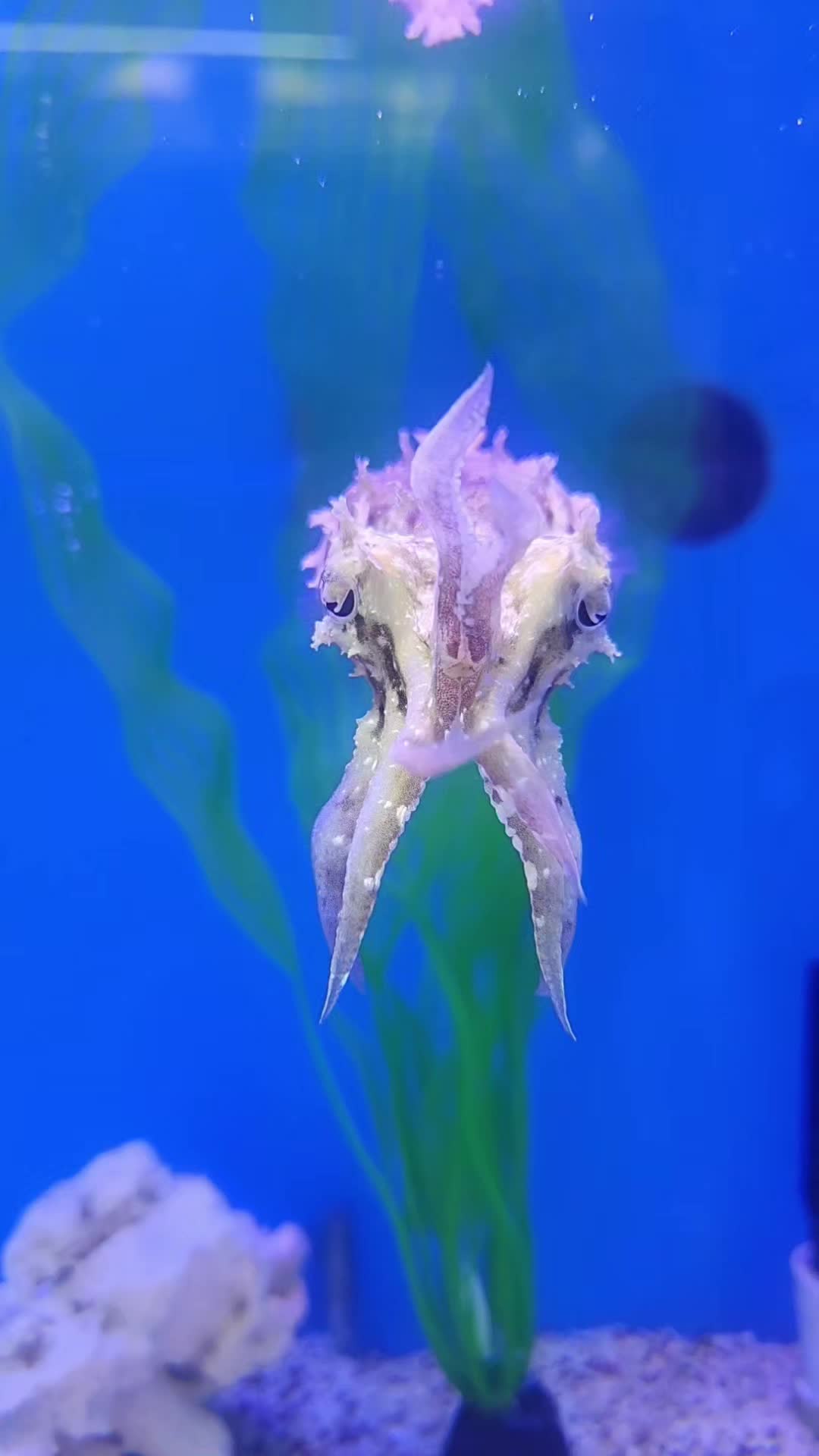 @Cuttle Aquarist