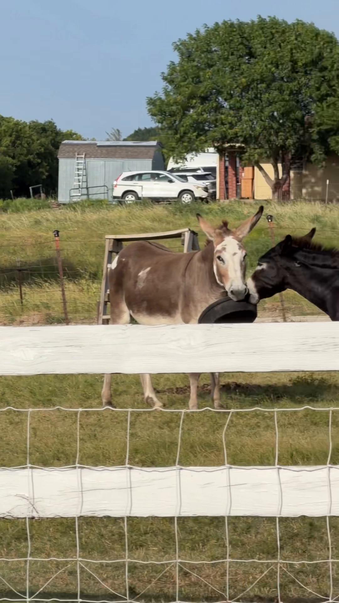 @DonkeyandHoundMama