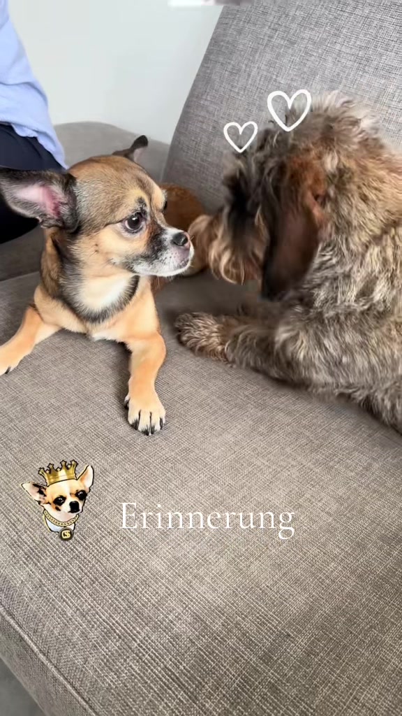 @Ichschützekinderundtiere