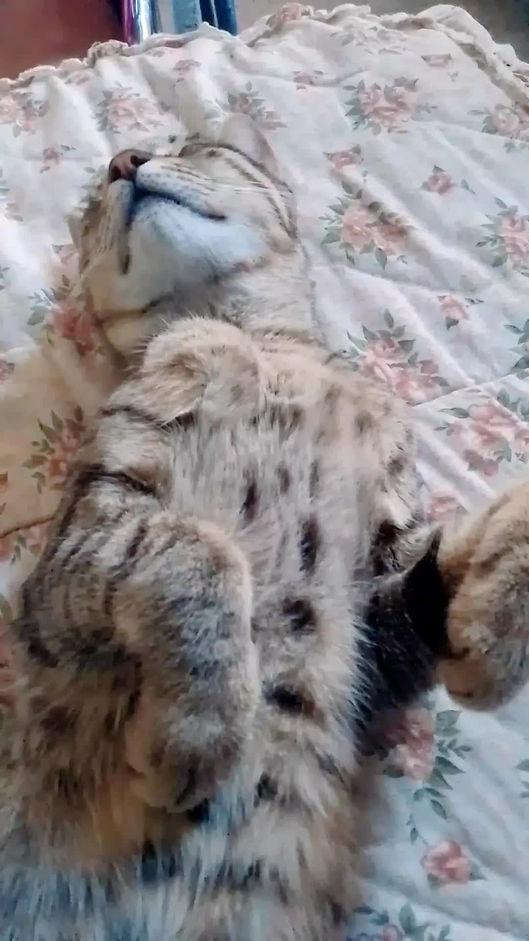 @Kitty tikitita