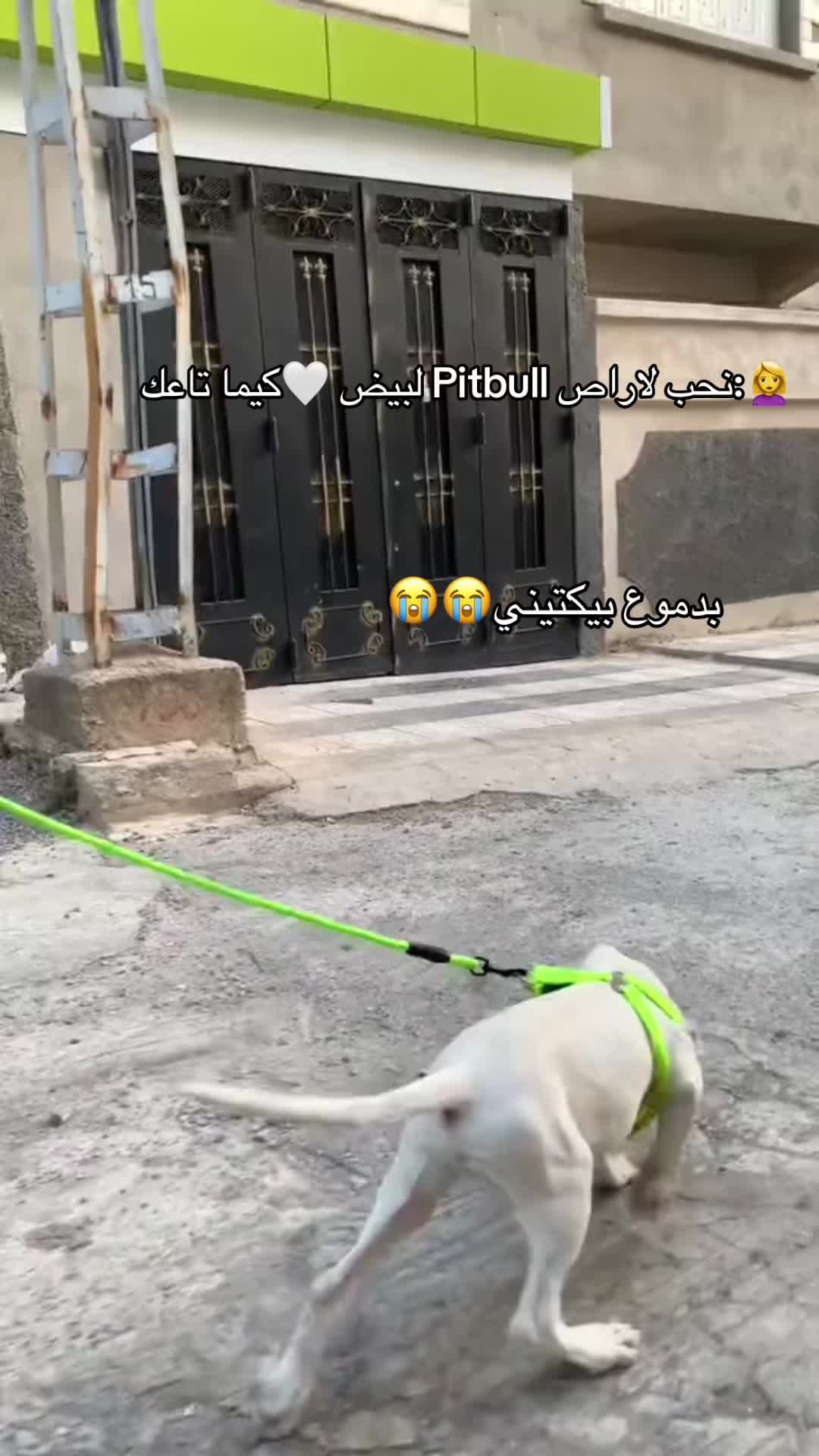 @DOGO ARGENTINO R.A.S🇦🇷🔥