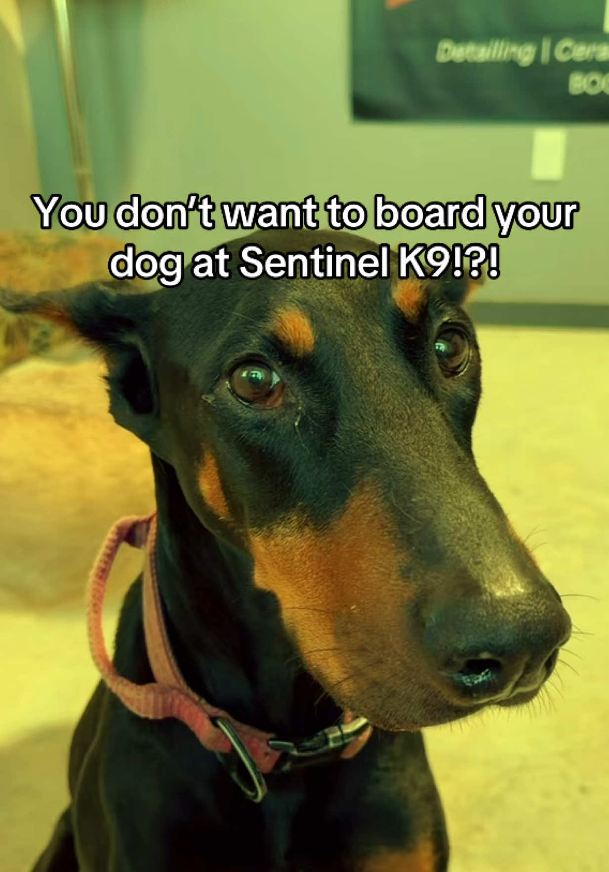 @Sentinel K9 | Dog Training