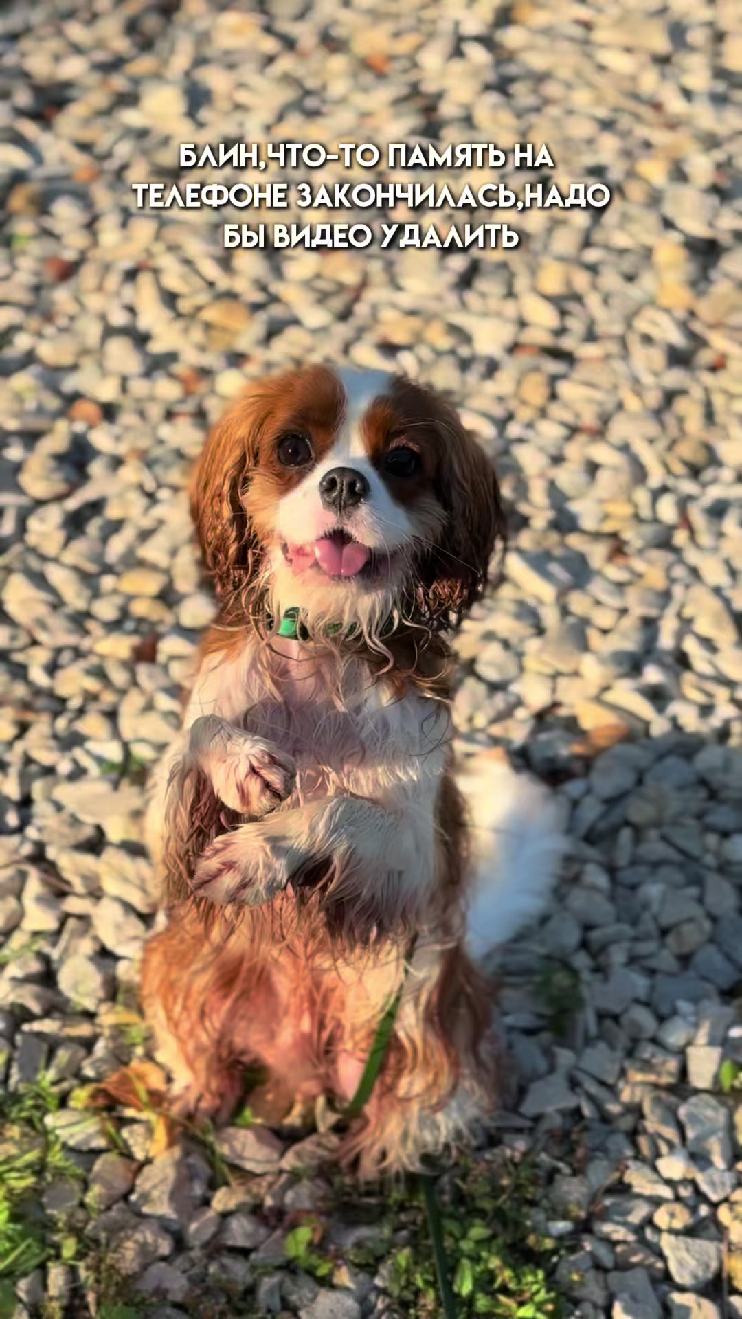 @Фаби🐶