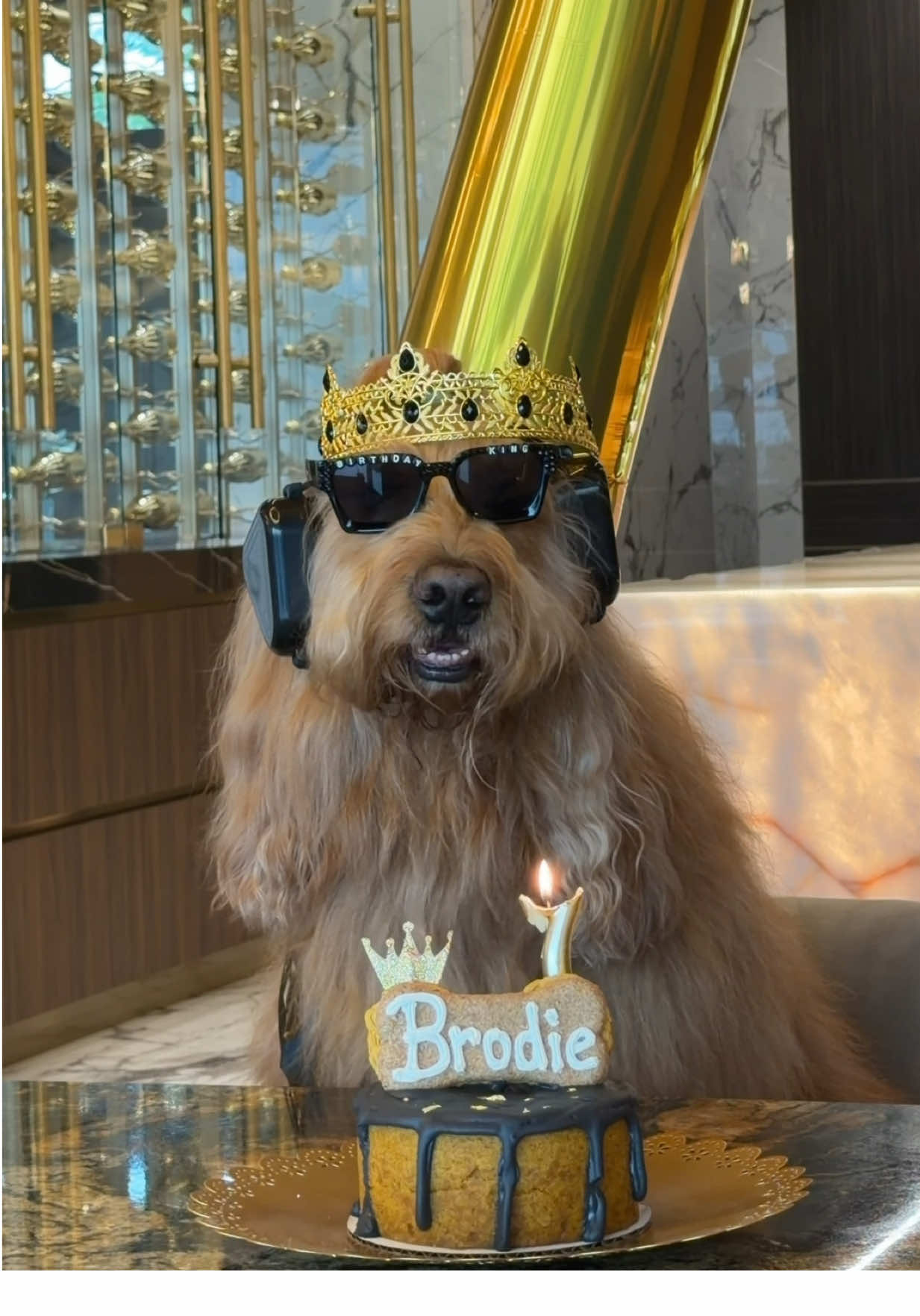 @Brodie The Goldendoodle