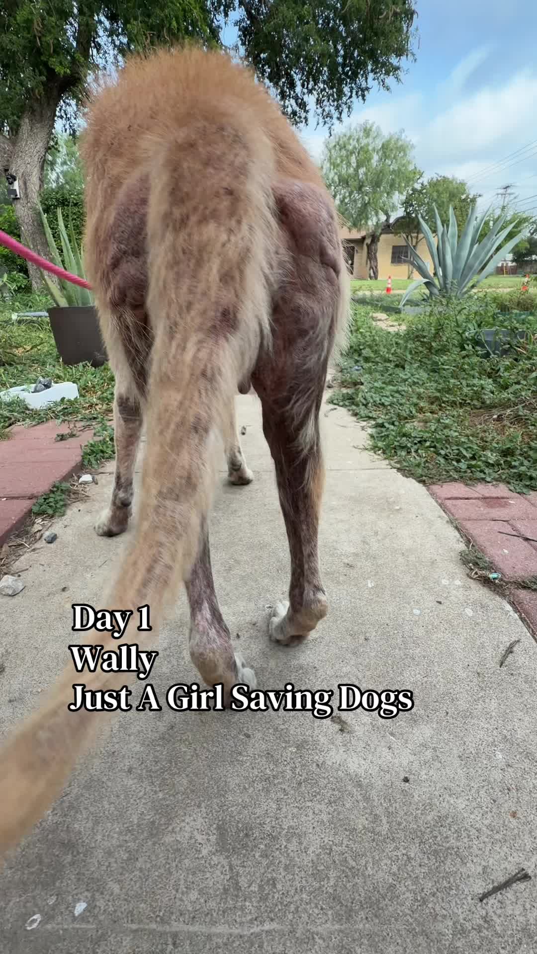 @Just A Girl Saving Dogs