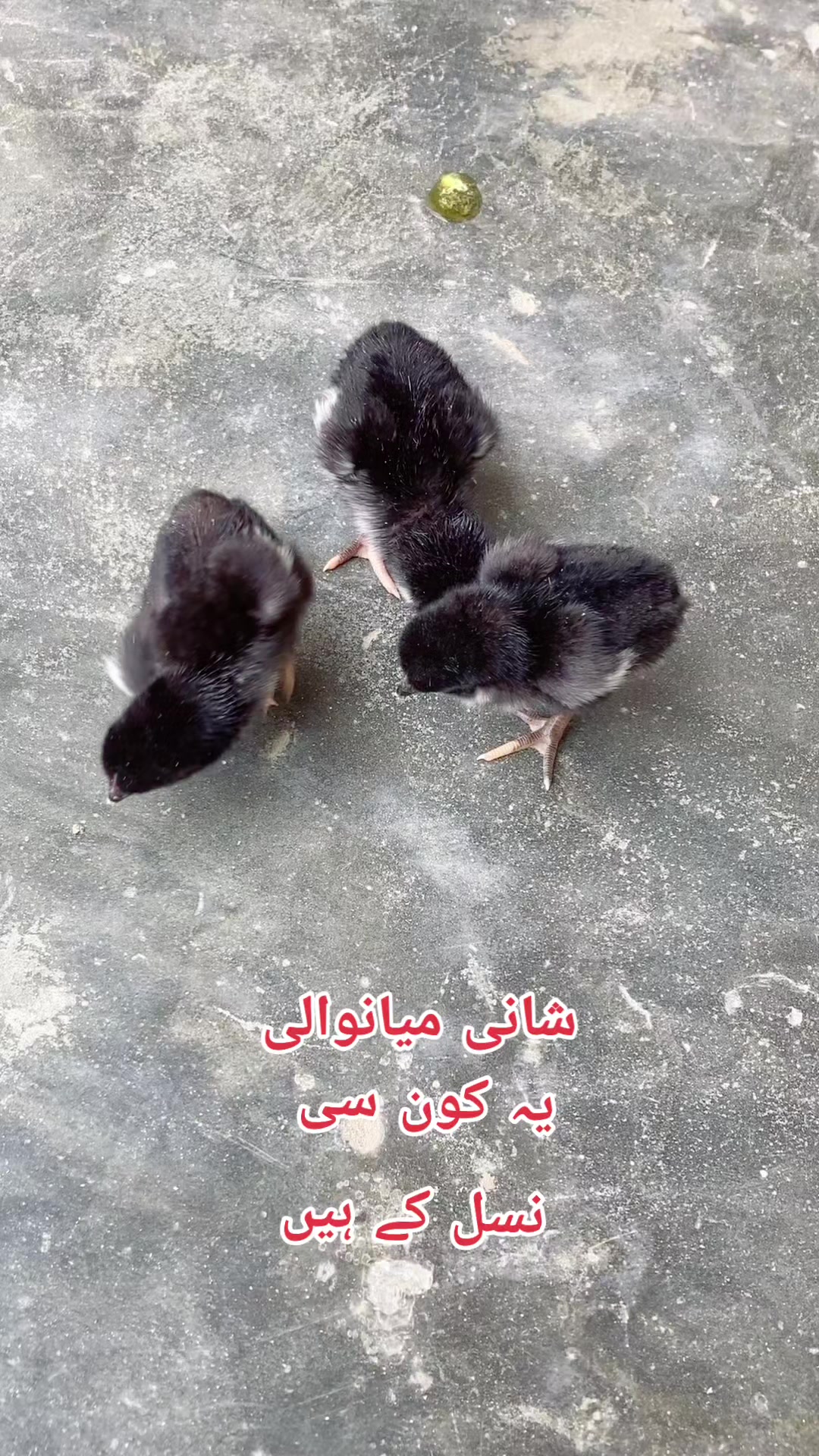 @Shani.Mianwali