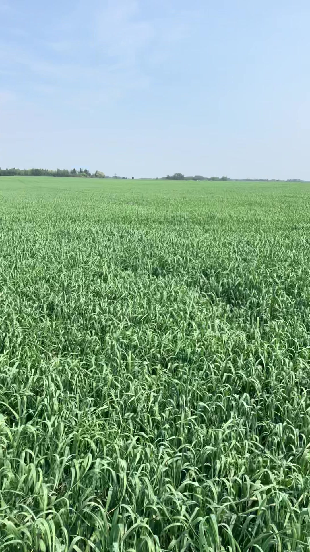@bf48farmer