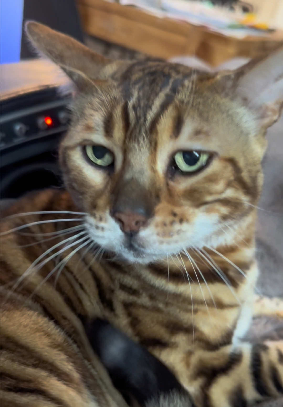 @George_The_Bengal_Cat