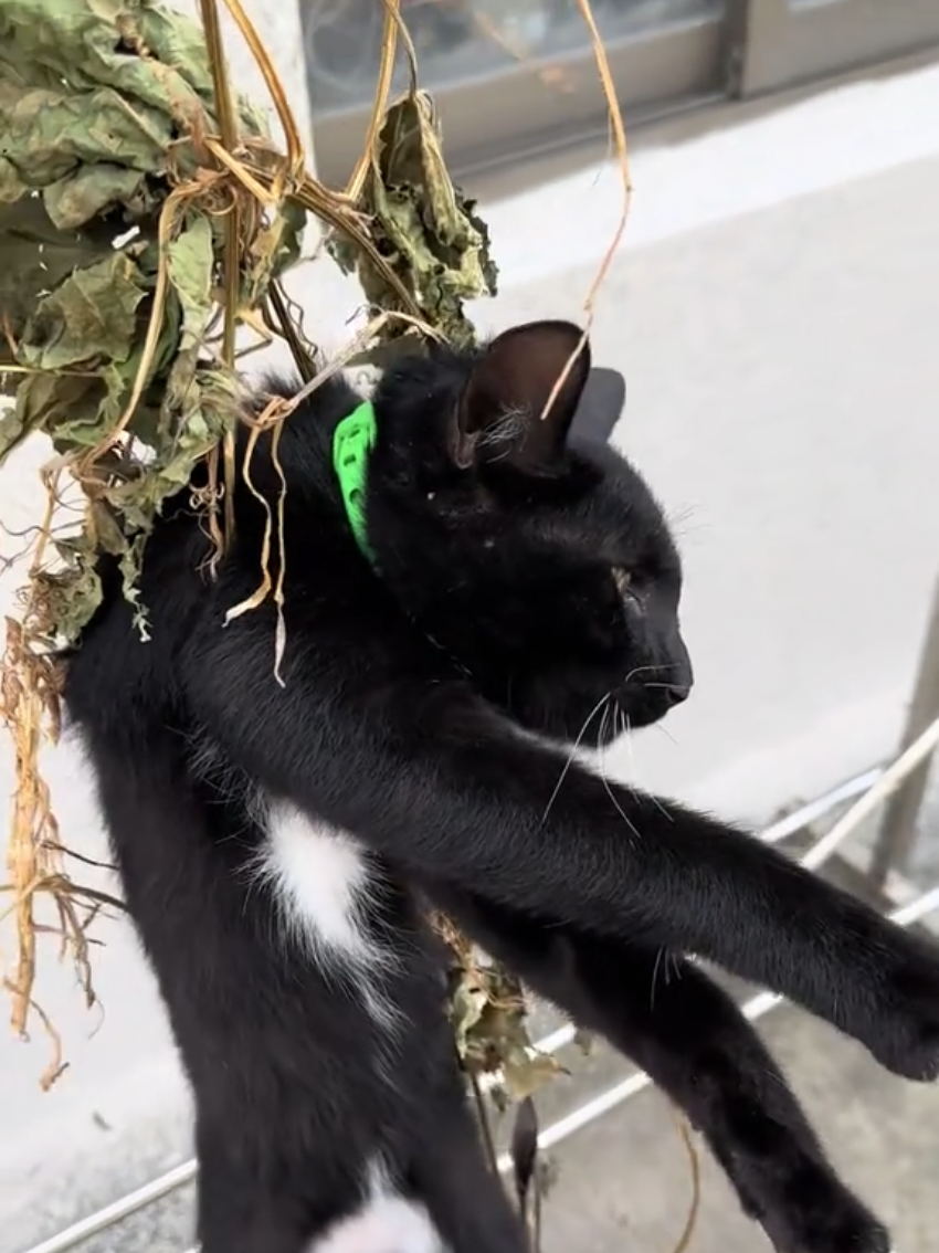 @Random Cat Stuff