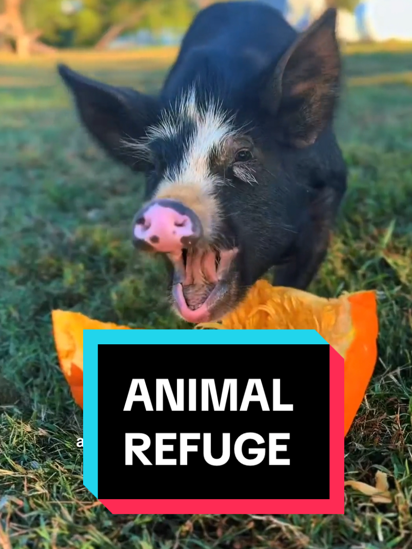 @TikTok for Good