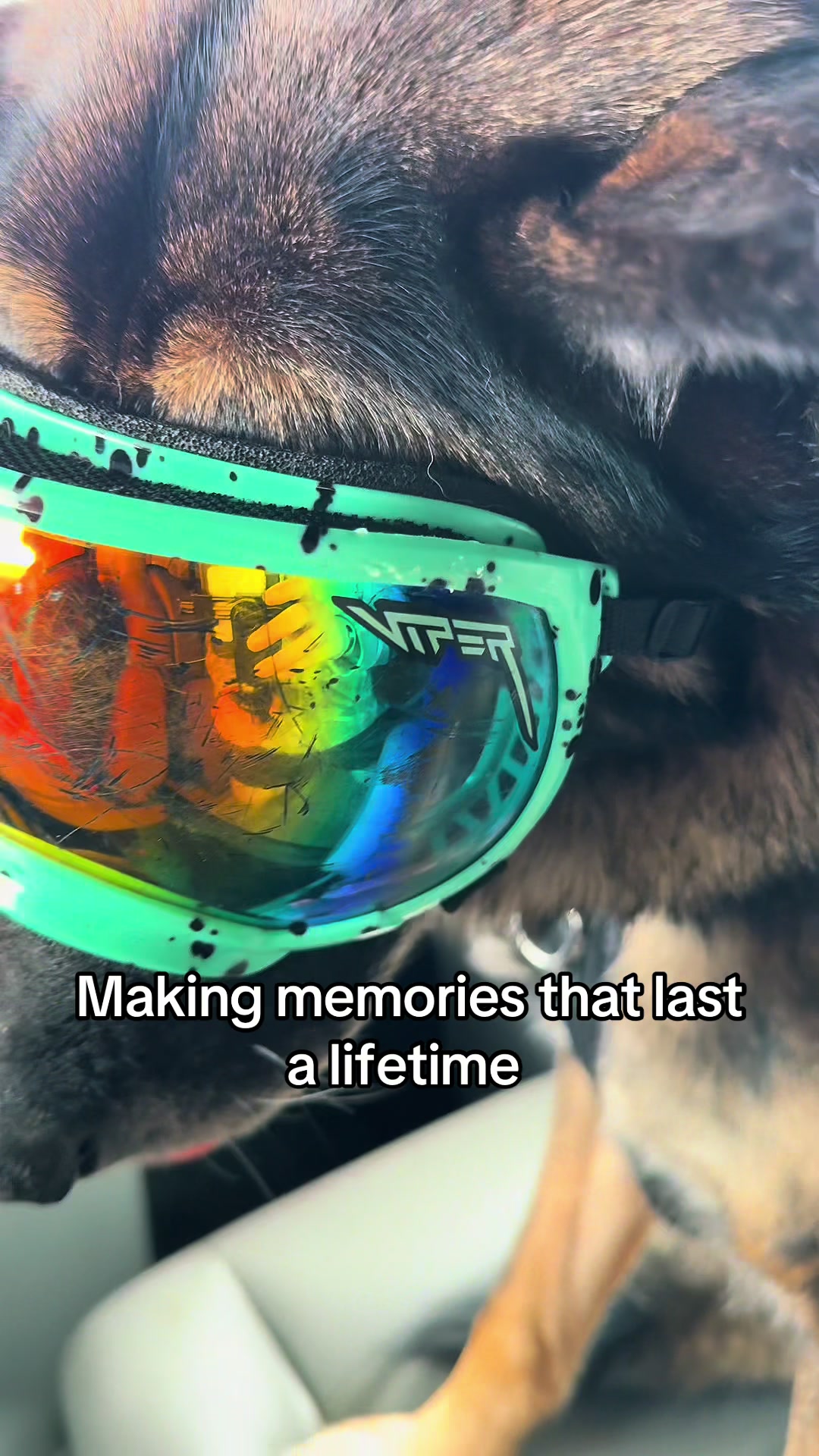 @K9 Arlo