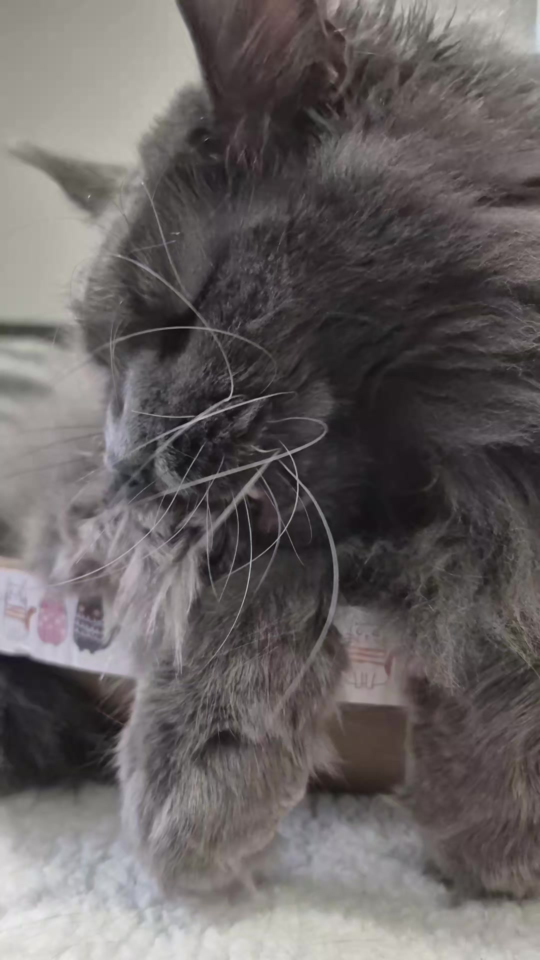 @Ragnar the Maine Coon 🐈
