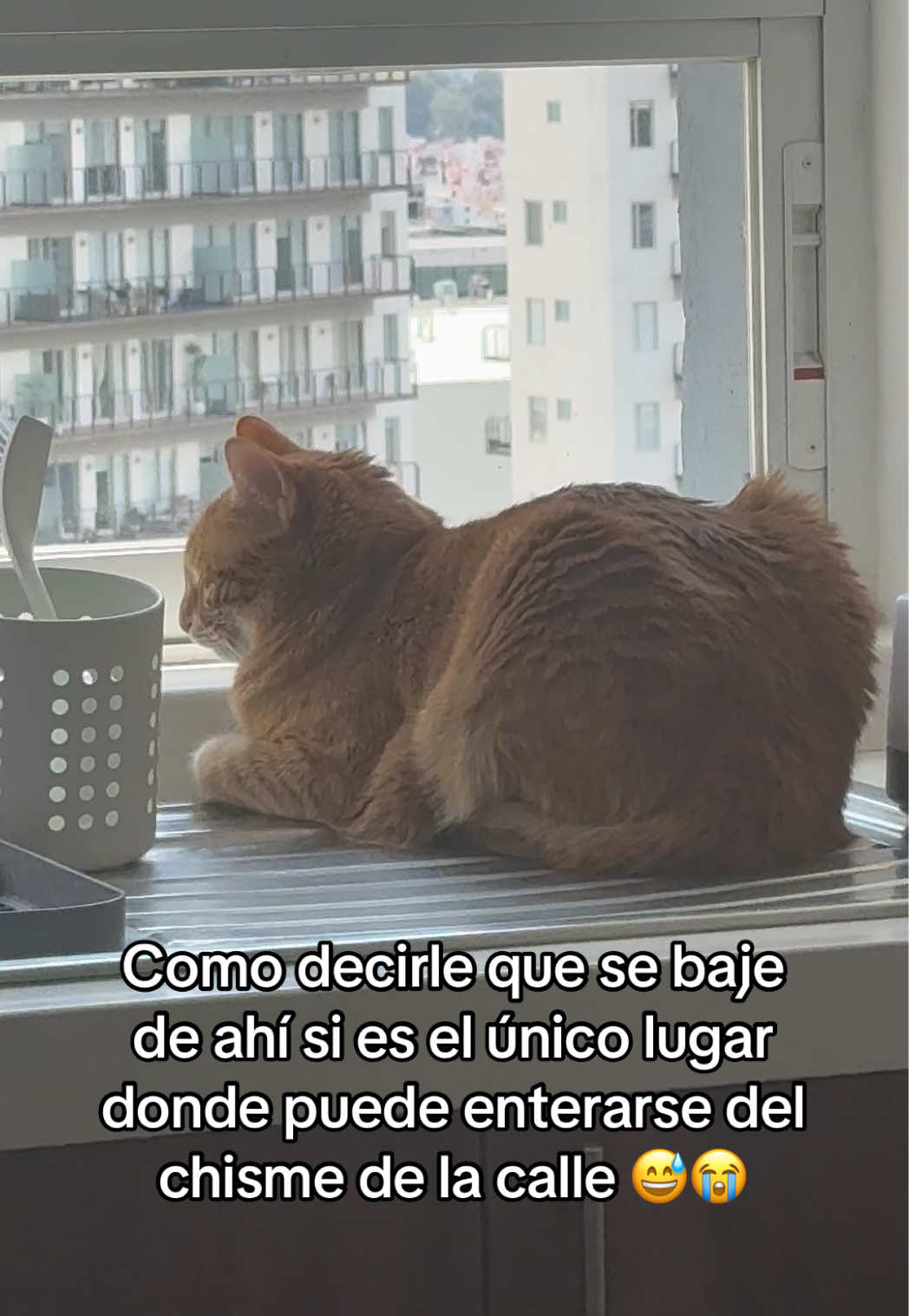 @Magaly SD