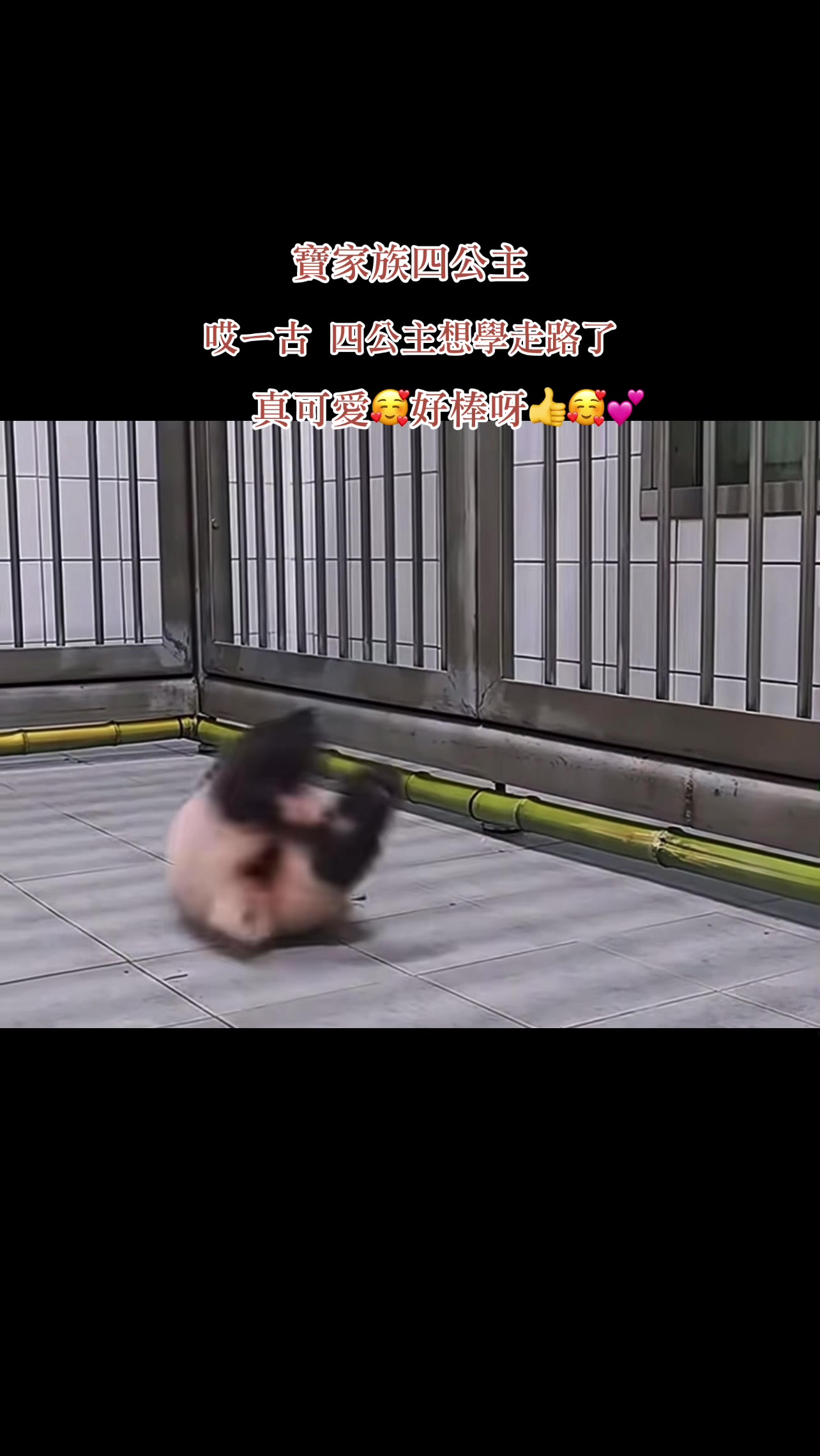 @福公主💕福豬豬💕 🍎 🥕 🐼 🎋🍀