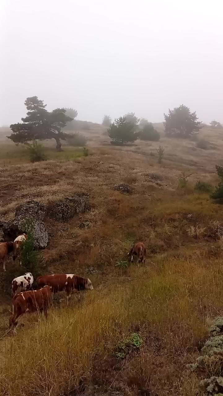 @mustafa emir arslan