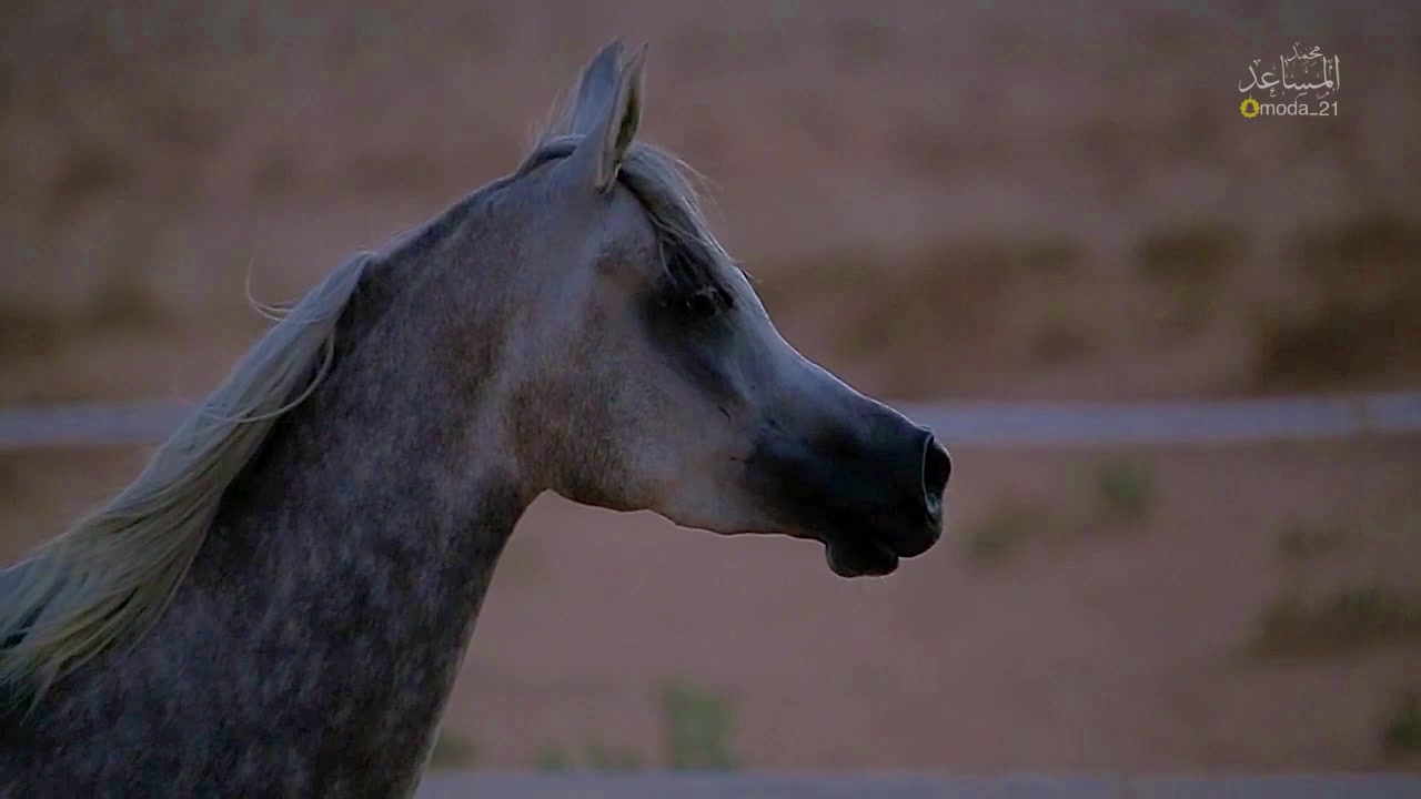 @محمد المساعد🐎📸
