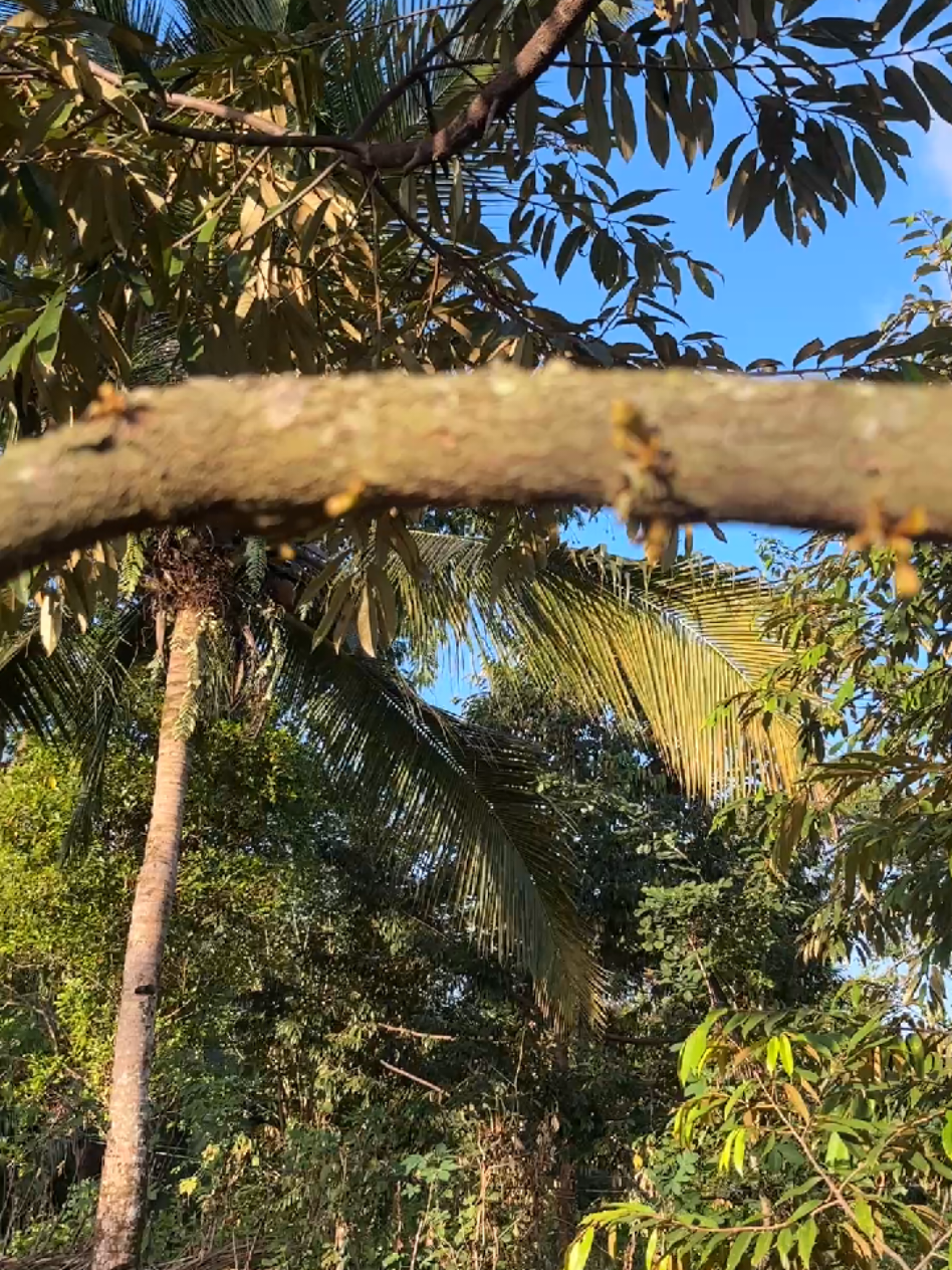 @𝑮𝑶𝑵 𝑫𝑼𝑹𝑰𝑨𝑵 𝑭𝑨𝑹𝑴