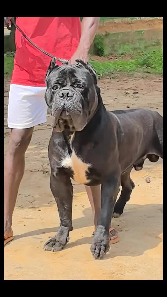 @FIRST CANE CORSO🐾🇨🇮🇨🇮🐾