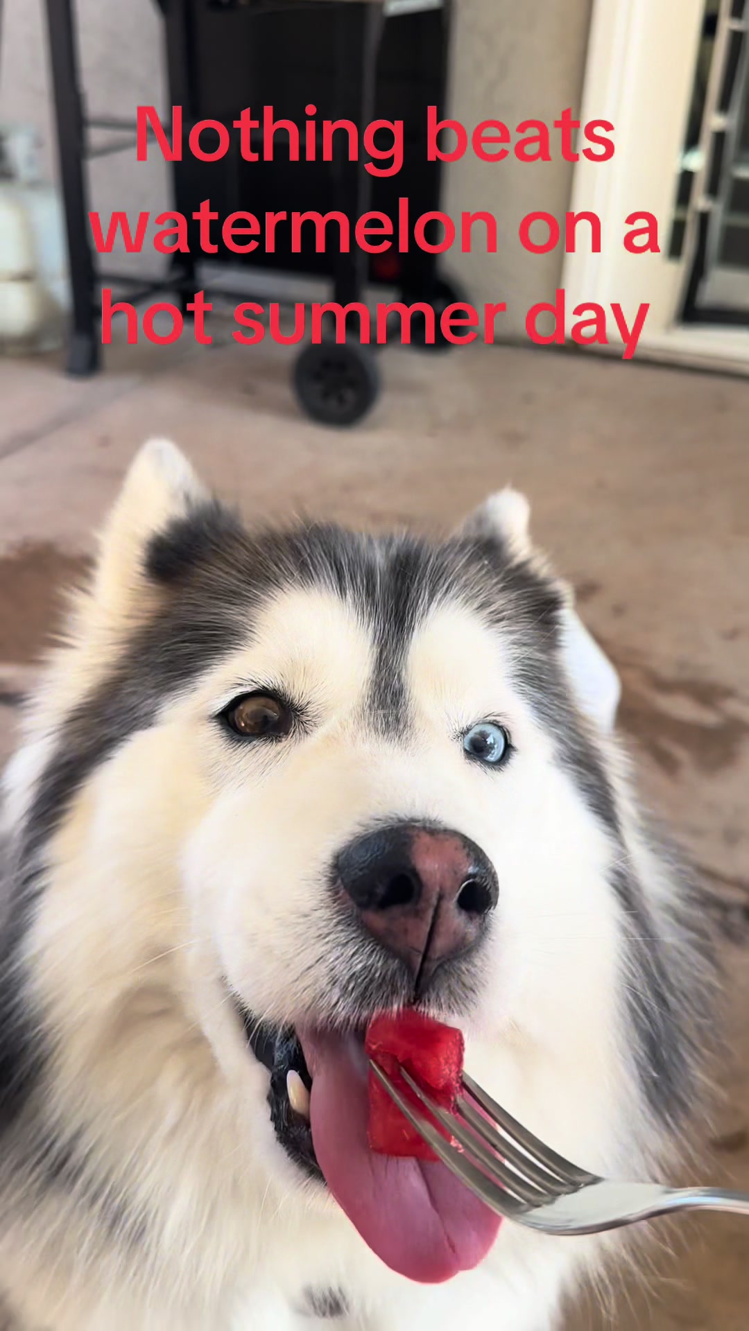@Shasta & Aspen - Husky Sisters