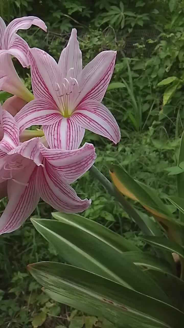 @Syufiz