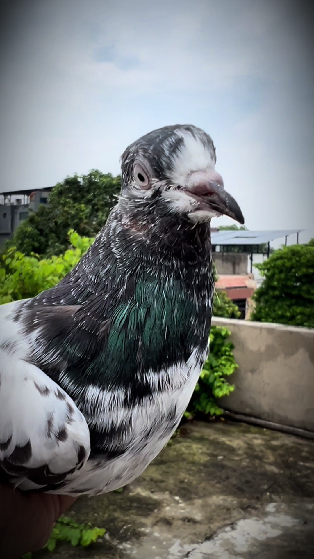 @The Best Pigeons