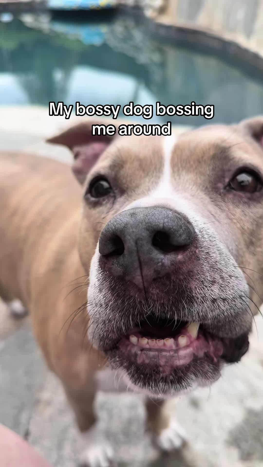@Indie.pittie
