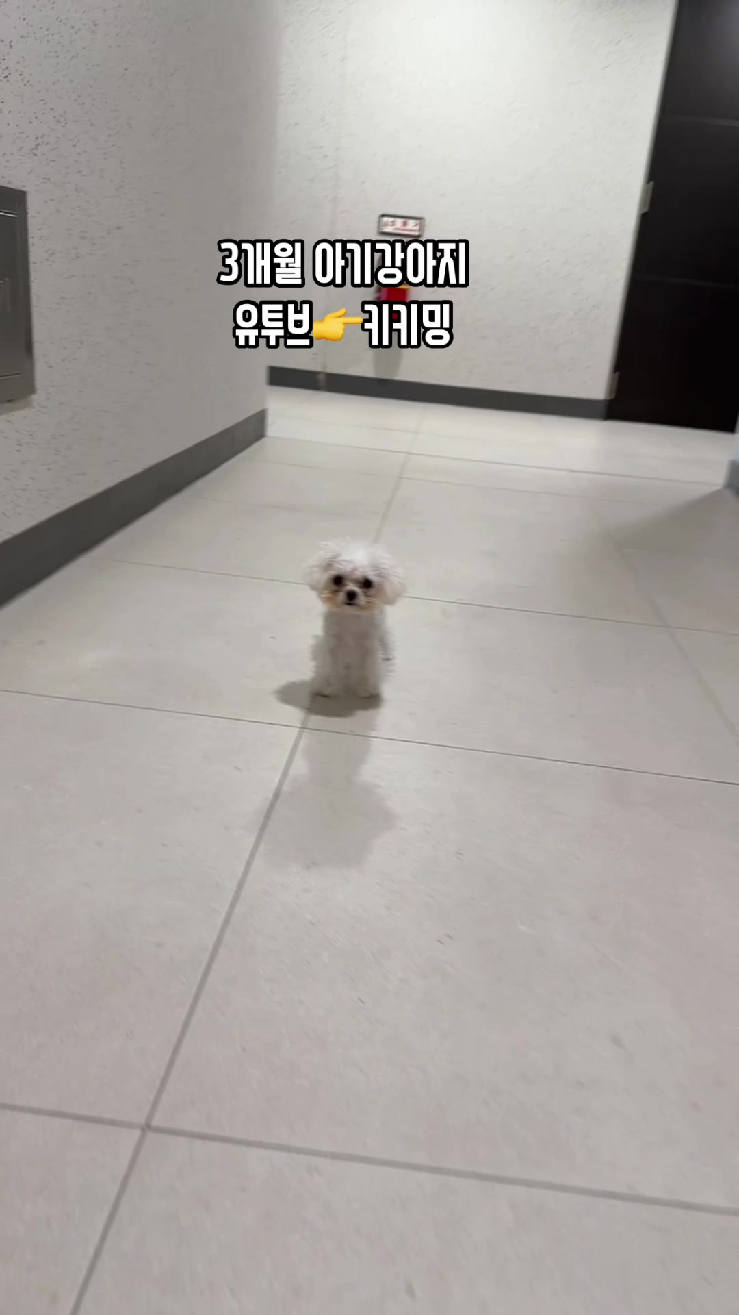 @jeju_kiki