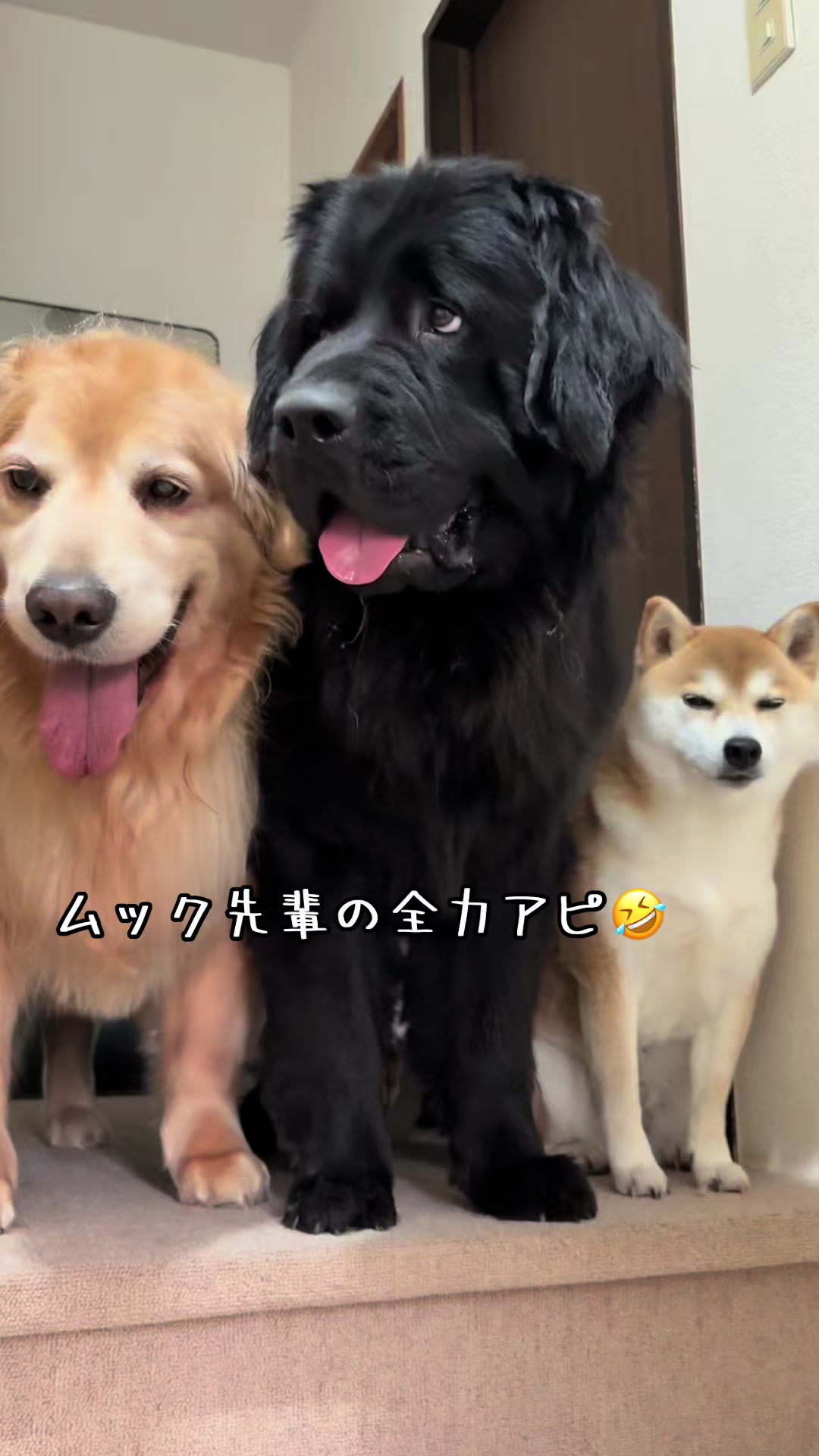 @ムックパパ🔶🐾
