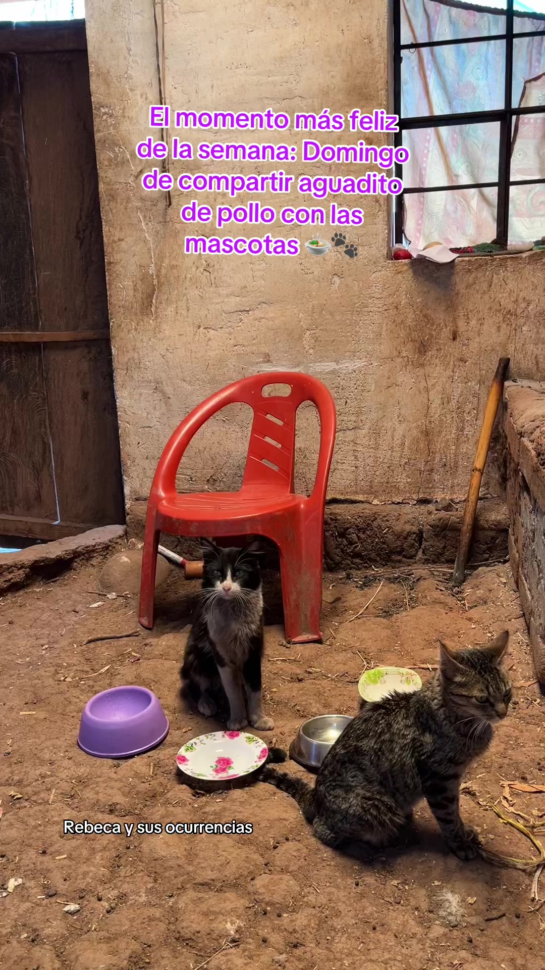 @🐈Rebeca y sus ocurrencias